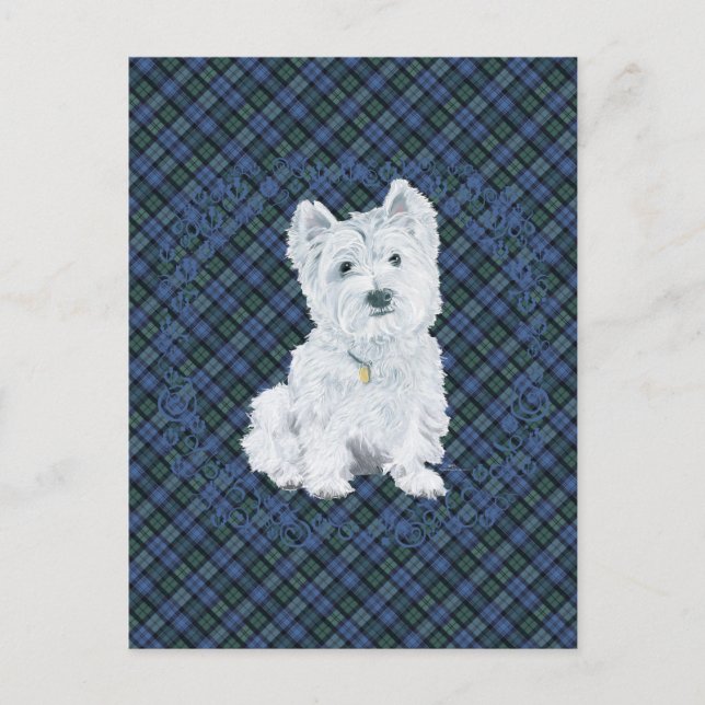 Westie Black Watch Tartan Postcard (Front)