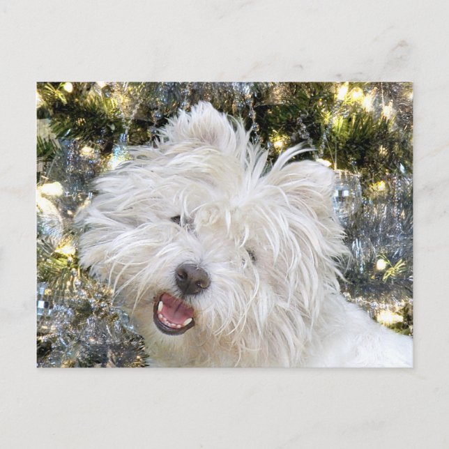 Westie Christmas Holiday Postcard (Front)