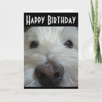 Westie Closeup Nose Photo Greeting Card