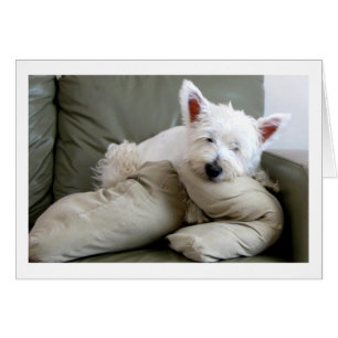 Westie Dog So Comfy and Cosy Blank Card