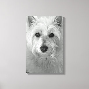 Westie Dog (West Highland White Terrier) Canvas Print