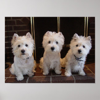 Westie Girl Trio Poster