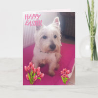 Westie Happy Easter 3