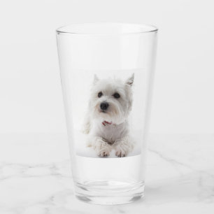 westie laying glass