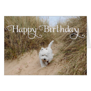 Westie on the Sand Dunes