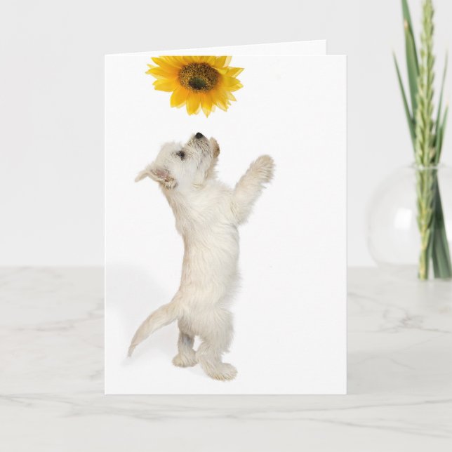 Westie Pup And Sunflower Card (Front)