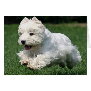 Westie Running