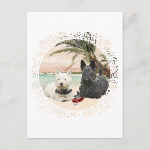 Westie & Scottie on Palmy Beach Postcard