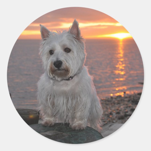Westie Sunset Classic Round Sticker (Front)