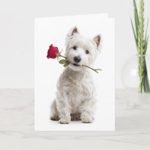 Westie Valentine Card