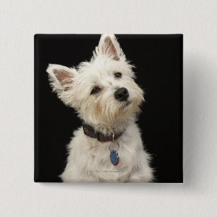 Westie (West Highland terrier) with collar 15 Cm Square Badge