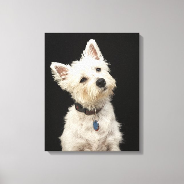Westie (West Highland terrier) with collar Canvas Print (Front)