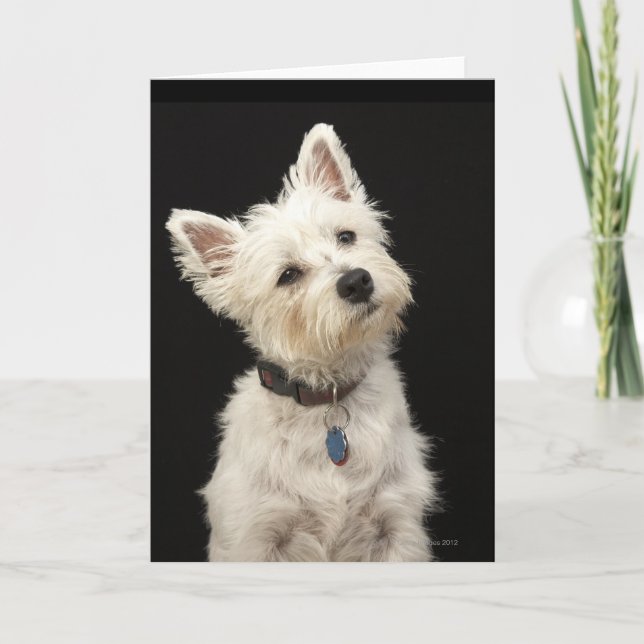Westie (West Highland terrier) with collar Card (Front)