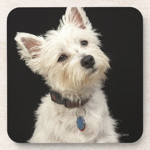 West Highland Terrier Gifts on Zazzle NZ