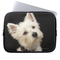 Westie (West Highland terrier) with collar