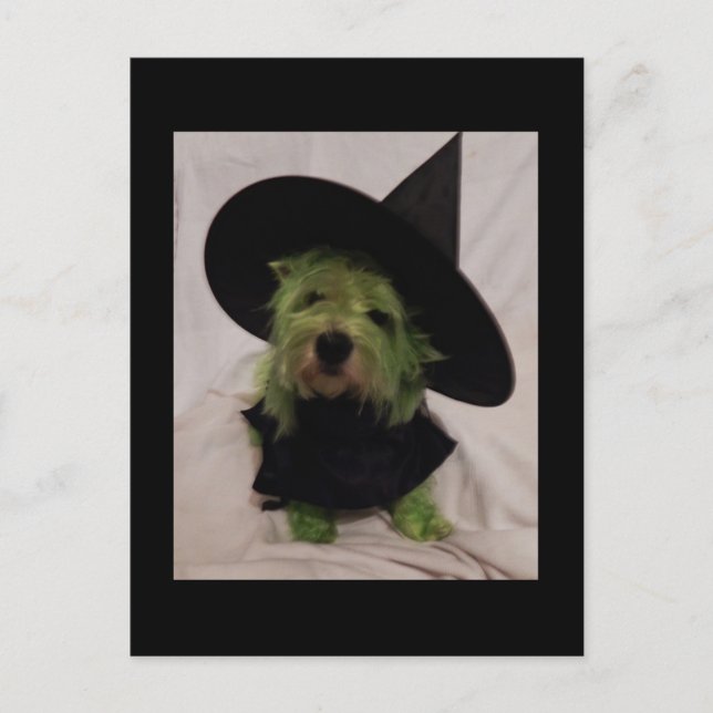 Westie - Wicked Witch of the Westies Postcard (Front)