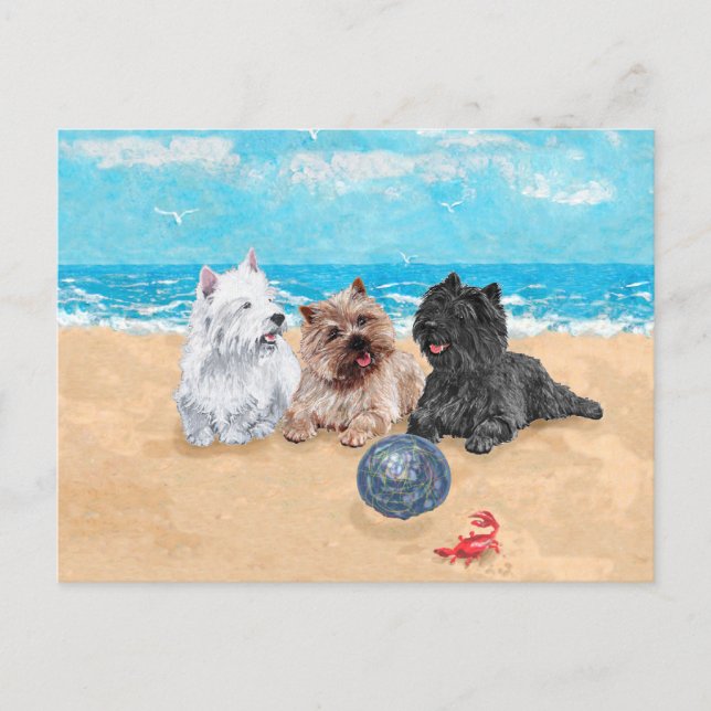 Westie with Cairn Terriers at the Beach Postcard (Front)