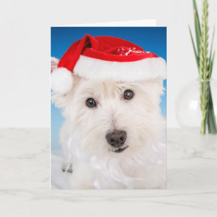 Westie with Santa Hat and Beard Holiday Card