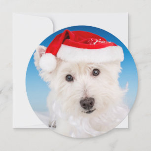 Westie with Santa Hat and Beard Holiday Card