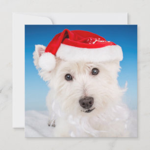 Westie with Santa Hat and Beard Holiday Card
