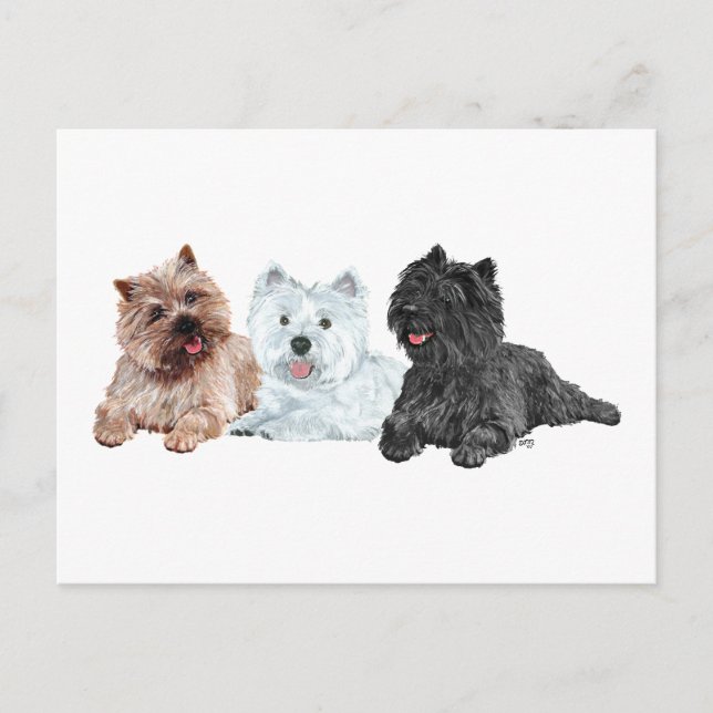 Westie with Two Cairn Terriers Postcard (Front)