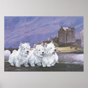 Westies in Scotland Poster