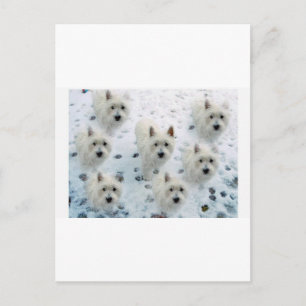 WESTIES IN SNOW POSTCARD
