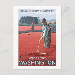 Westport, WashingtonCranberry Bog Harvest Postcard