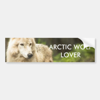 Wet Arctic Wolf in Spring Photo Bumper Sticker