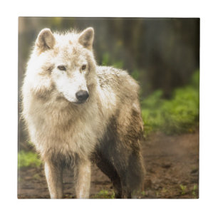 Wet Arctic Wolf in Spring Photo Tile