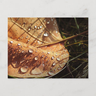 Wet Autumn Leaf - Postcard