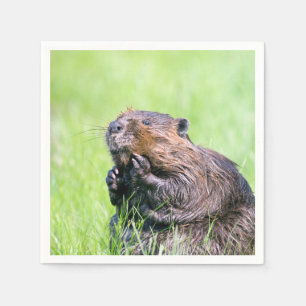 Wet Beaver Napkin
