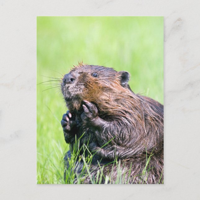 Wet Beaver Postcard (Front)