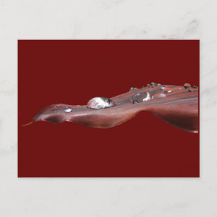 Wet Canna Lily leaf ~ postcard