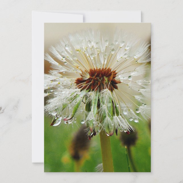 Wet Dandelion Holiday Card (Front)