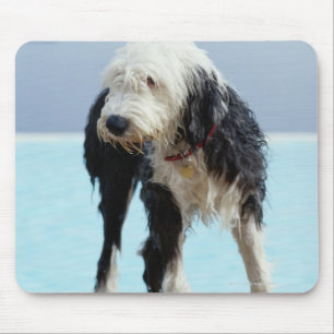 Wet Dog By a Swimming Pool Mouse Pad