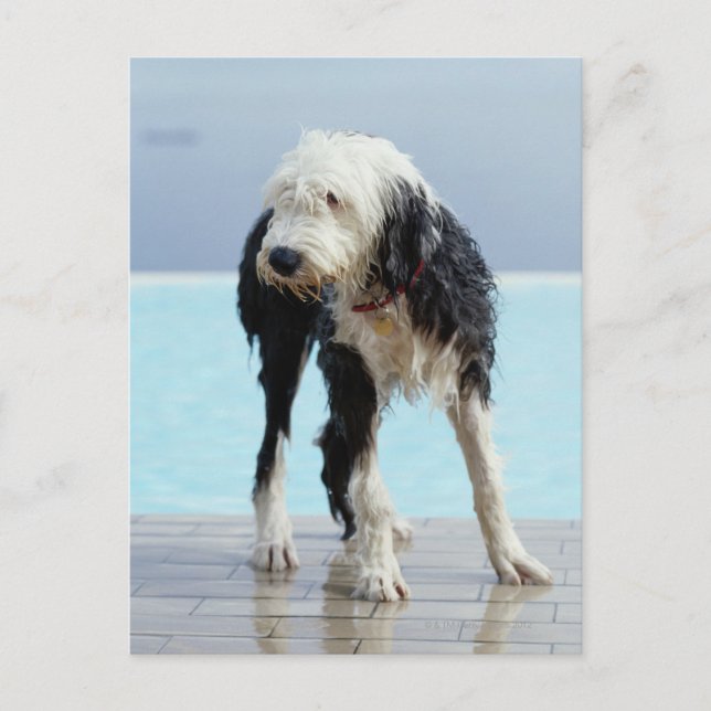 Wet Dog By a Swimming Pool Postcard (Front)