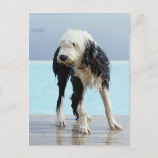 Wet Dog By a Swimming Pool Postcard