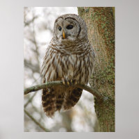 Wet Feathers Barred Owl Alert Looking for Prey