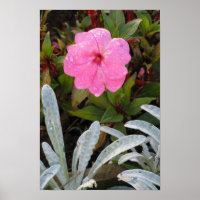 Wet Flower poster