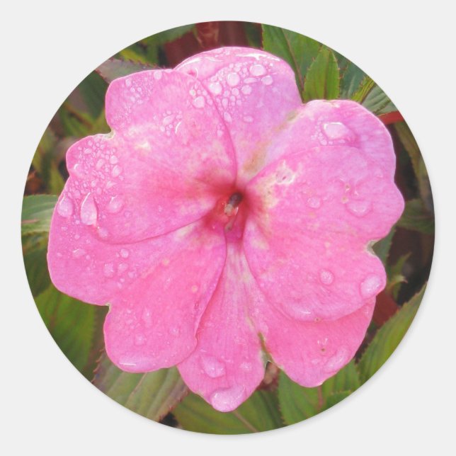 Wet Flower stickers (Front)
