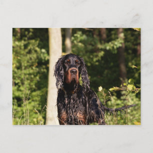 Wet Gordon Setter Postcard