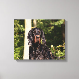 Wet Gordon Setter Wrapped Canvas