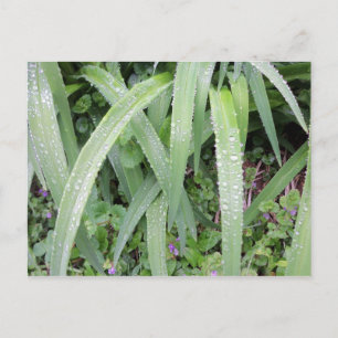 Wet Green Leaves Postcard