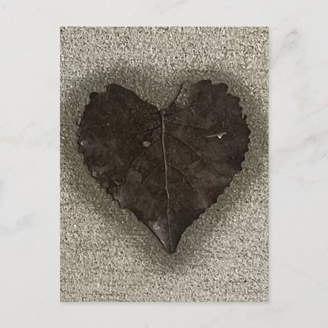 Wet Heart Shaped Leaf on Sidewalk Photo Postcard (Front)