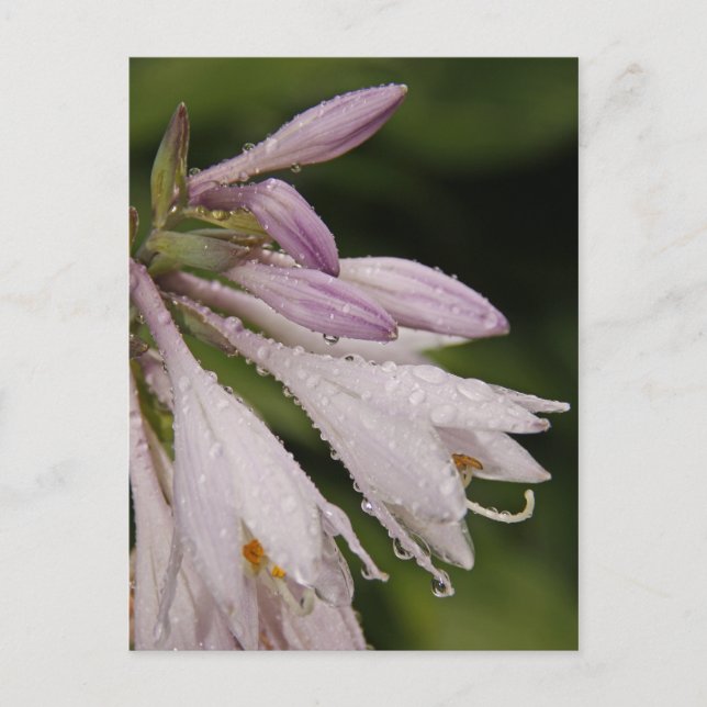 Wet Hosta Flowers Postcard (Front)
