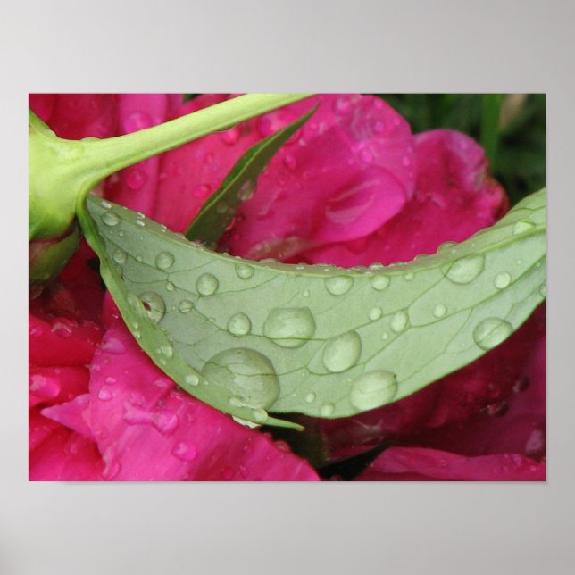 Wet Leaf Poster (Front)