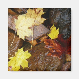 Wet Leaves and Rocks Autumn Nature Photography Magnet