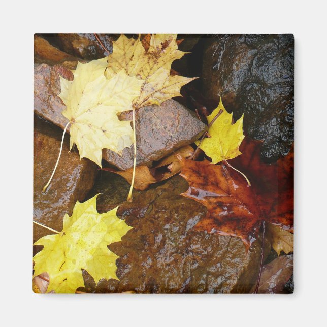 Wet Leaves and Rocks Autumn Nature Photography Magnet (Front)