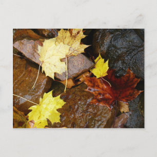 Wet Leaves and Rocks Autumn Nature Photography Postcard